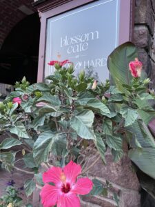 Blossom Café photo 1